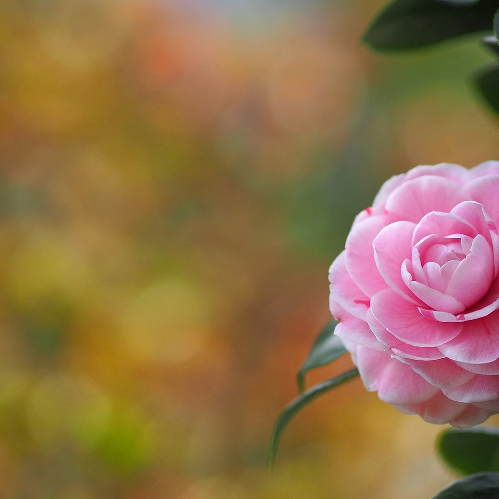 Обои ветка, листья, цветок, лепестки, камелия, branch, leaves, flower, petals, camellia разрешение 1920x1200 Загрузить