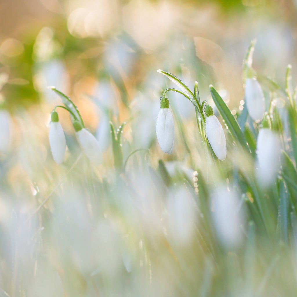 Обои цветы, утро, роса, размытость, весна, подснежники, боке, flowers, morning, rosa, blur, spring, snowdrops, bokeh разрешение 1920x1200 Загрузить