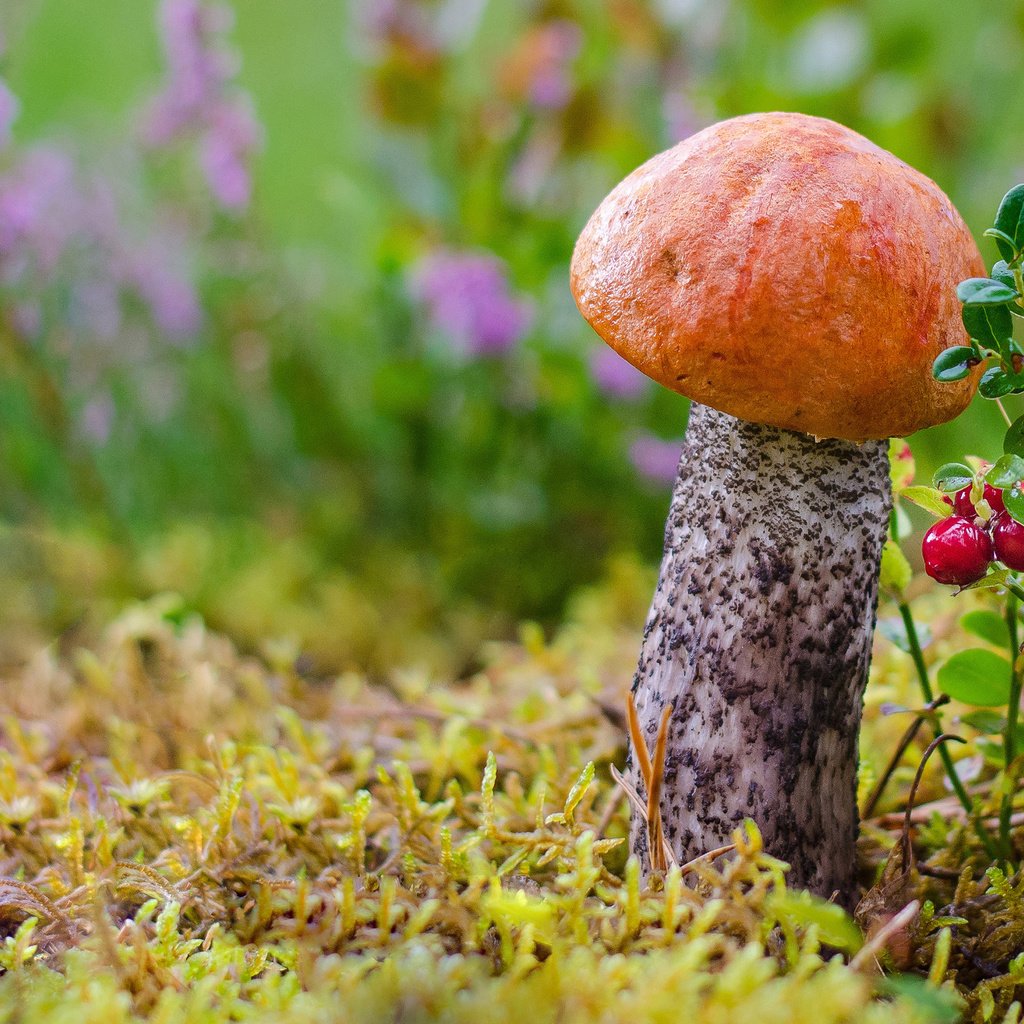 Обои цветы, подосиновик, трава, лес, макро, осень, гриб, мох, ягоды, flowers, boletus, grass, forest, macro, autumn, mushroom, moss, berries разрешение 2880x1800 Загрузить