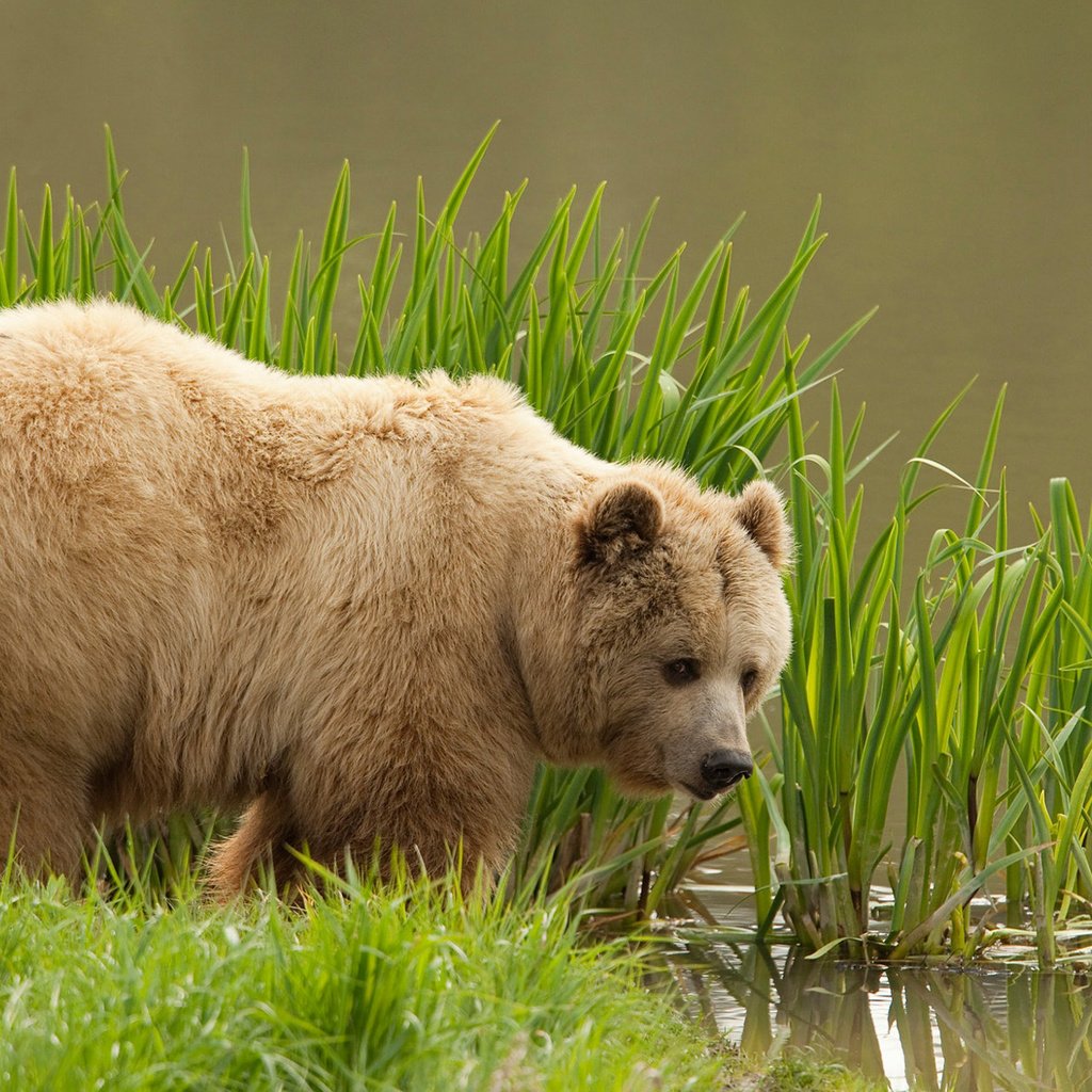 Обои трава, вода, медведь, бурый медведь, grass, water, bear, brown bear разрешение 1920x1200 Загрузить