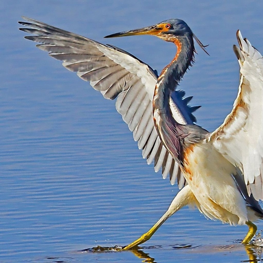 Обои вода, крылья, птица, клюв, цапля, water, wings, bird, beak, heron разрешение 1920x1080 Загрузить