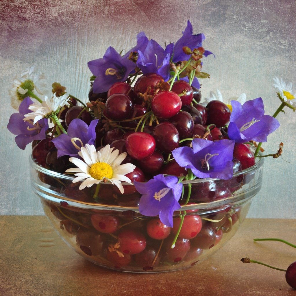 Обои цветы, черешня, ромашки, ягоды, вишня, колокольчик, flowers, cherry, chamomile, berries, bell разрешение 2400x1592 Загрузить