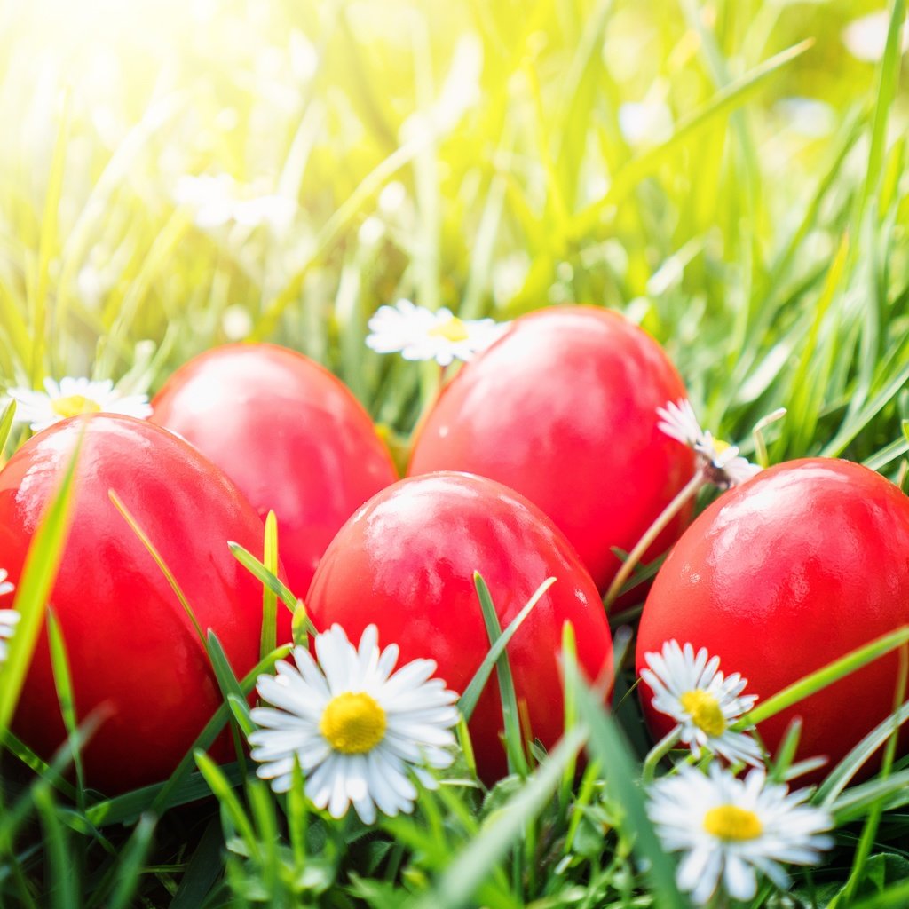 Обои цветы, трава, ромашки, корзина, пасха, яйца крашеные, flowers, grass, chamomile, basket, easter, the painted eggs разрешение 5184x3456 Загрузить