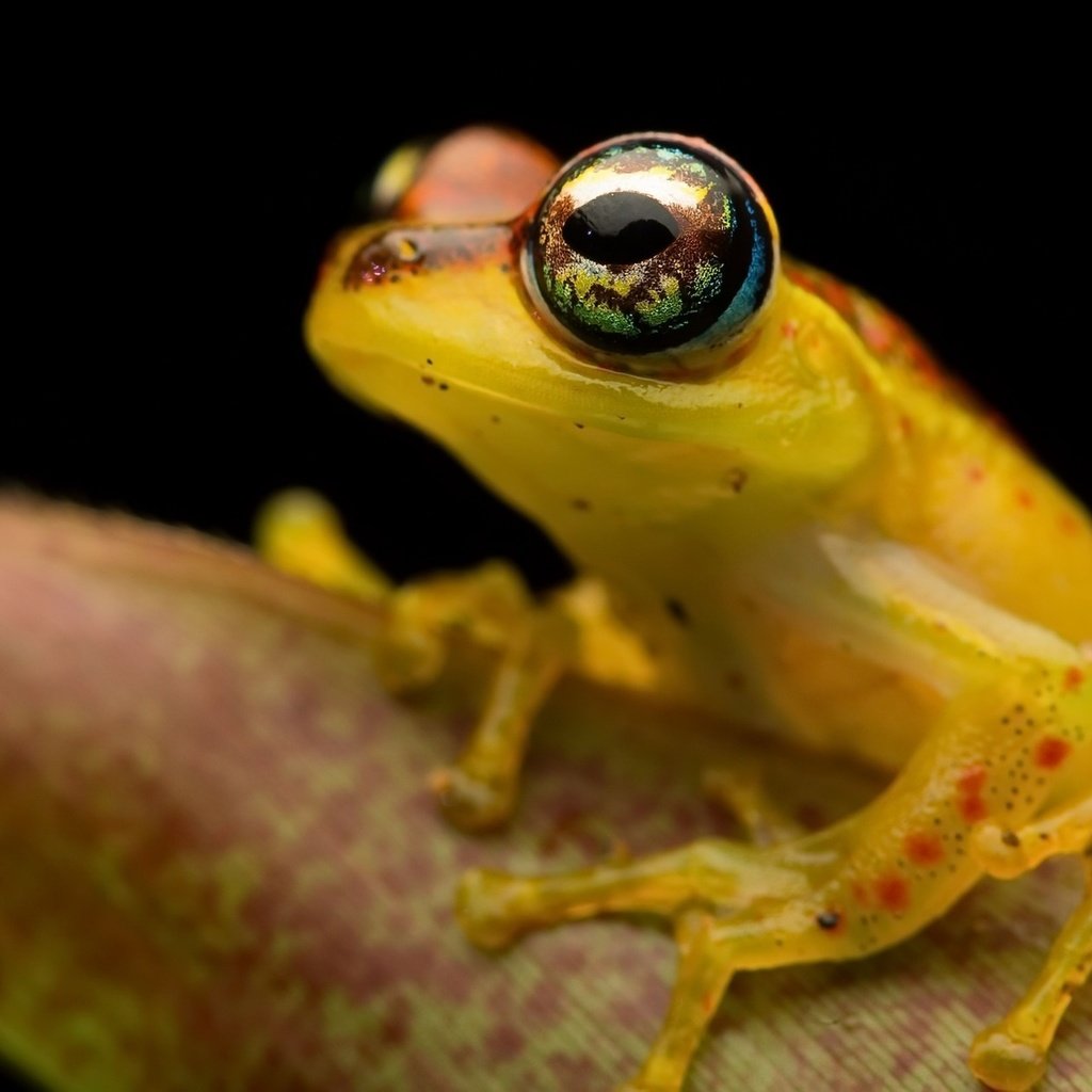 Обои природа, макро, фон, лягушка, nature, macro, background, frog разрешение 1920x1200 Загрузить