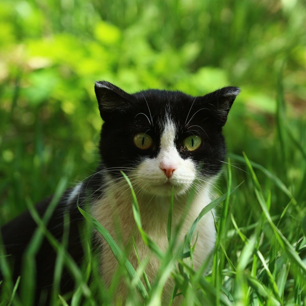 Обои глаза, трава, кошка, взгляд, eyes, grass, cat, look разрешение 1920x1280 Загрузить