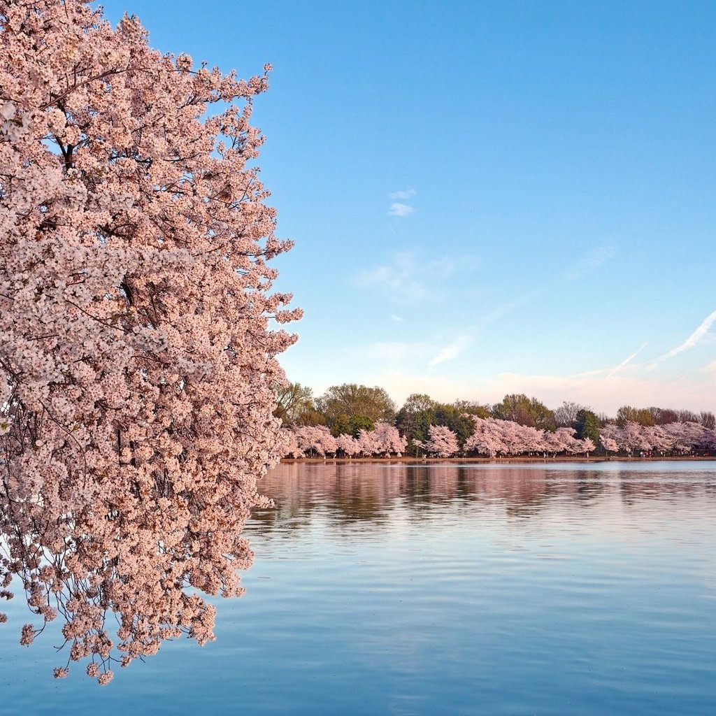 Обои небо, вода, цветение, пейзаж, весна, сакура, the sky, water, flowering, landscape, spring, sakura разрешение 1920x1080 Загрузить