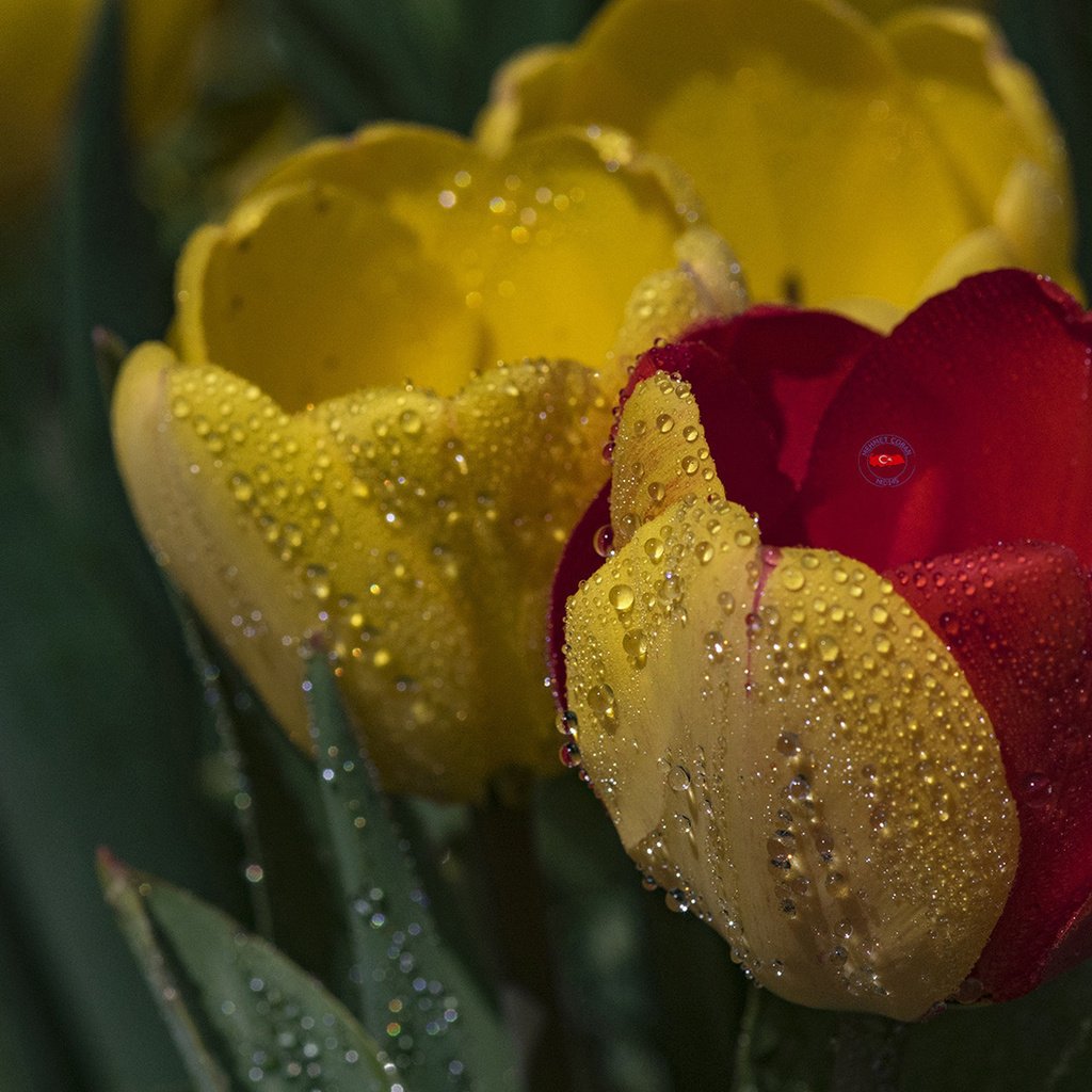Обои цветы, капли, тюльпаны, flowers, drops, tulips разрешение 1920x1200 Загрузить