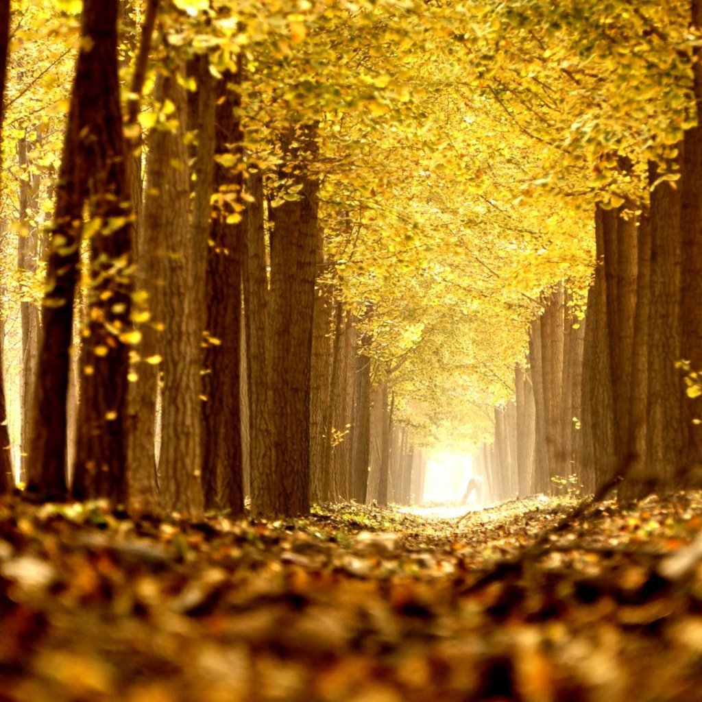 Обои деревья, природа, листья, парк, осень, аллея, trees, nature, leaves, park, autumn, alley разрешение 1920x1080 Загрузить