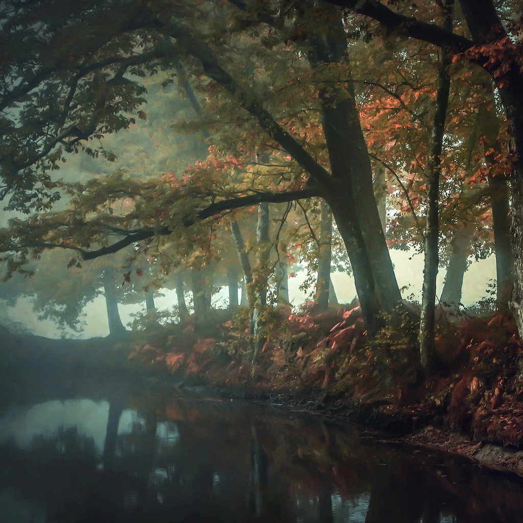 Обои река, природа, лес, отражение, туман, осень, patrice thomas, river, nature, forest, reflection, fog, autumn разрешение 1920x1200 Загрузить