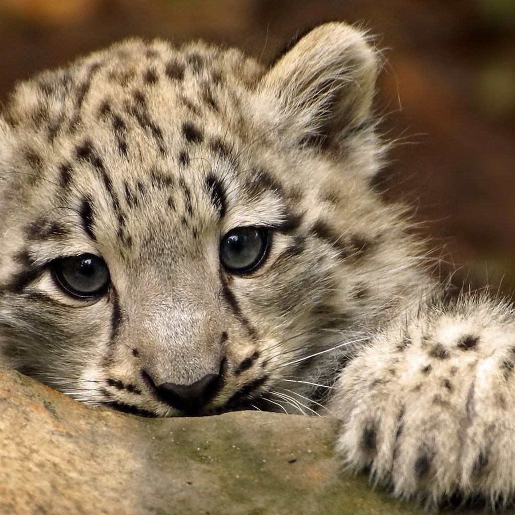 Обои глаза, мордочка, взгляд, снежный барс, ирбис, детеныш, eyes, muzzle, look, snow leopard, irbis, cub разрешение 1920x1200 Загрузить