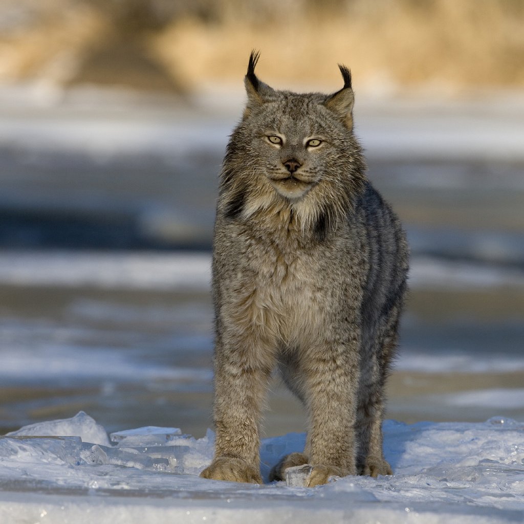 Обои зима, рысь, хищник, большая кошка, канада, winter, lynx, predator, big cat, canada разрешение 2560x1600 Загрузить