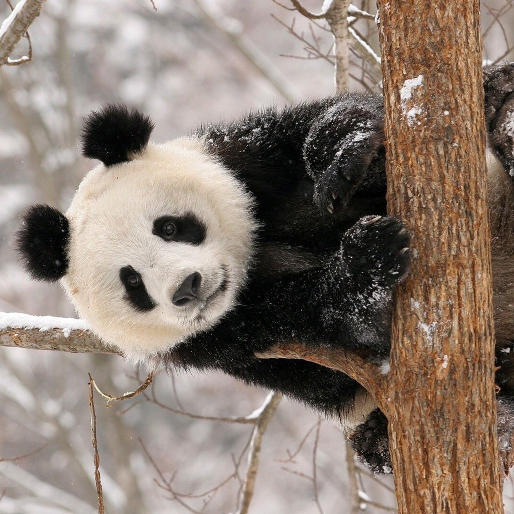 Обои снег, дерево, панда, животное, snow, tree, panda, animal разрешение 1920x1080 Загрузить