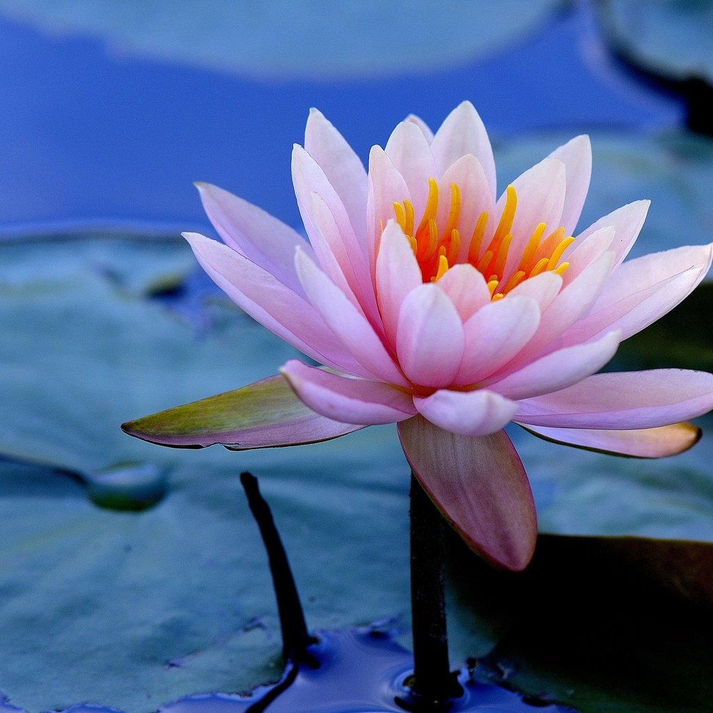 фото лотоса цветка на воде