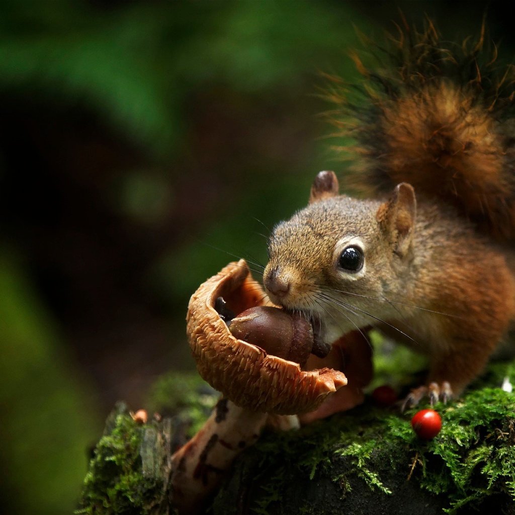 Обои гриб, мох, животное, белка, желудь, грызун, mushroom, moss, animal, protein, acorn, rodent разрешение 2048x1365 Загрузить