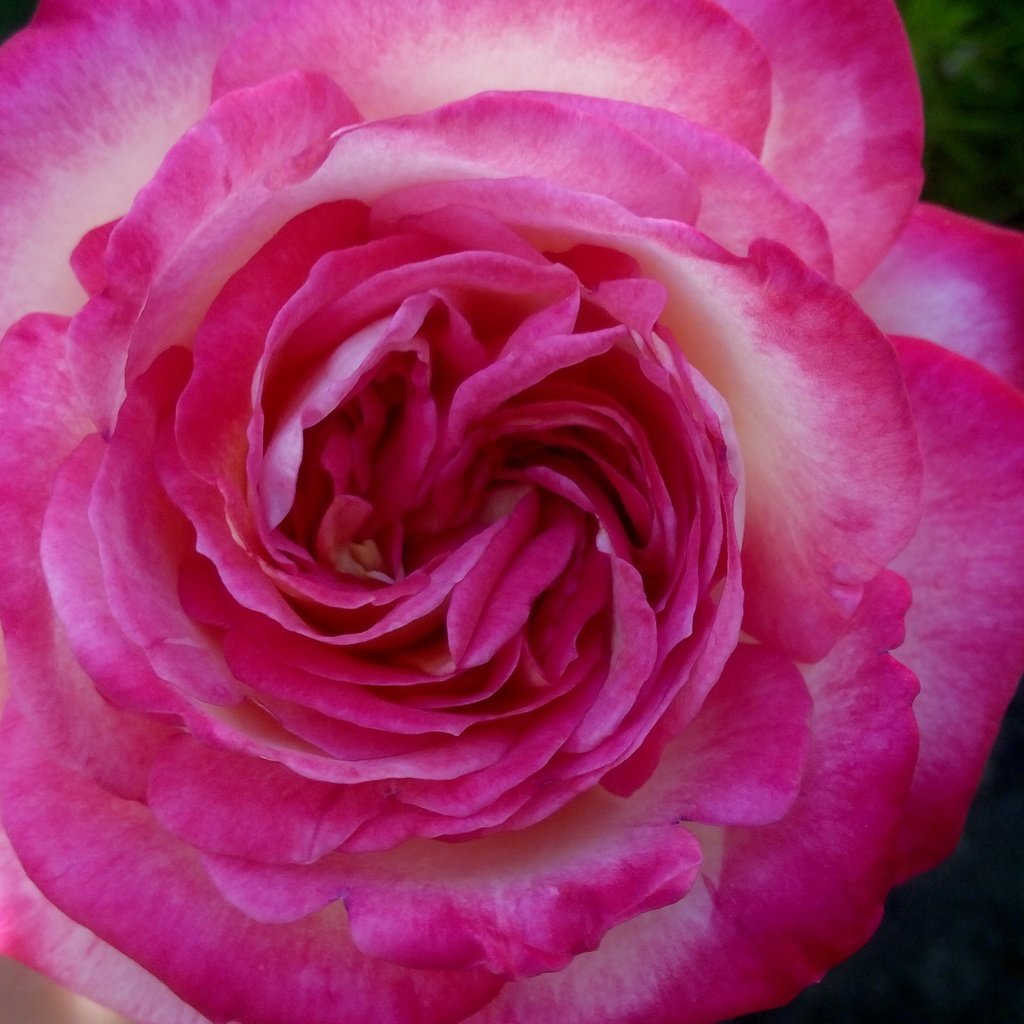 Обои цветок, роза, лепестки, розовая, крупным планом, flower, rose, petals, pink, closeup разрешение 4096x2304 Загрузить
