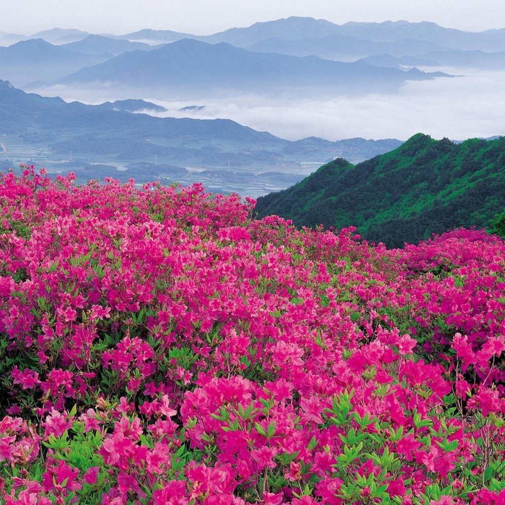 Обои цветы, природа, склон, гора, долина, рододендроны, flowers, nature, slope, mountain, valley, rhododendrons разрешение 1920x1080 Загрузить