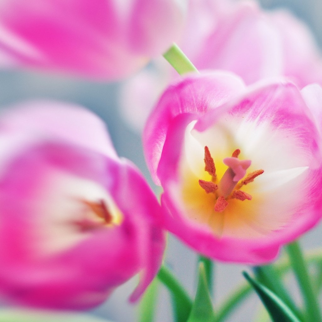 Обои цветы, тюльпаны, розовые, flowers, tulips, pink разрешение 2560x1600 Загрузить
