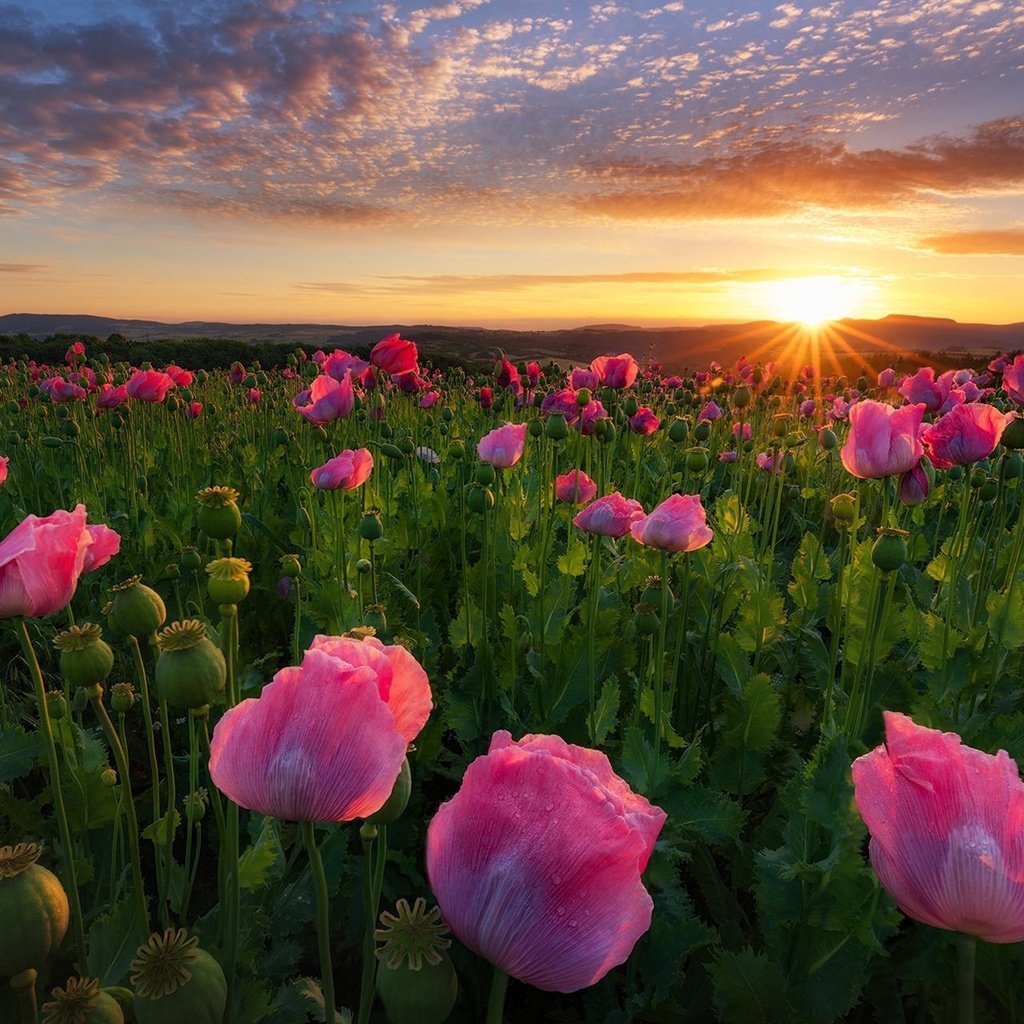 Обои цветы, восход, солнце, поле, рассвет, маки, германия, flowers, sunrise, the sun, field, dawn, maki, germany разрешение 1920x1280 Загрузить