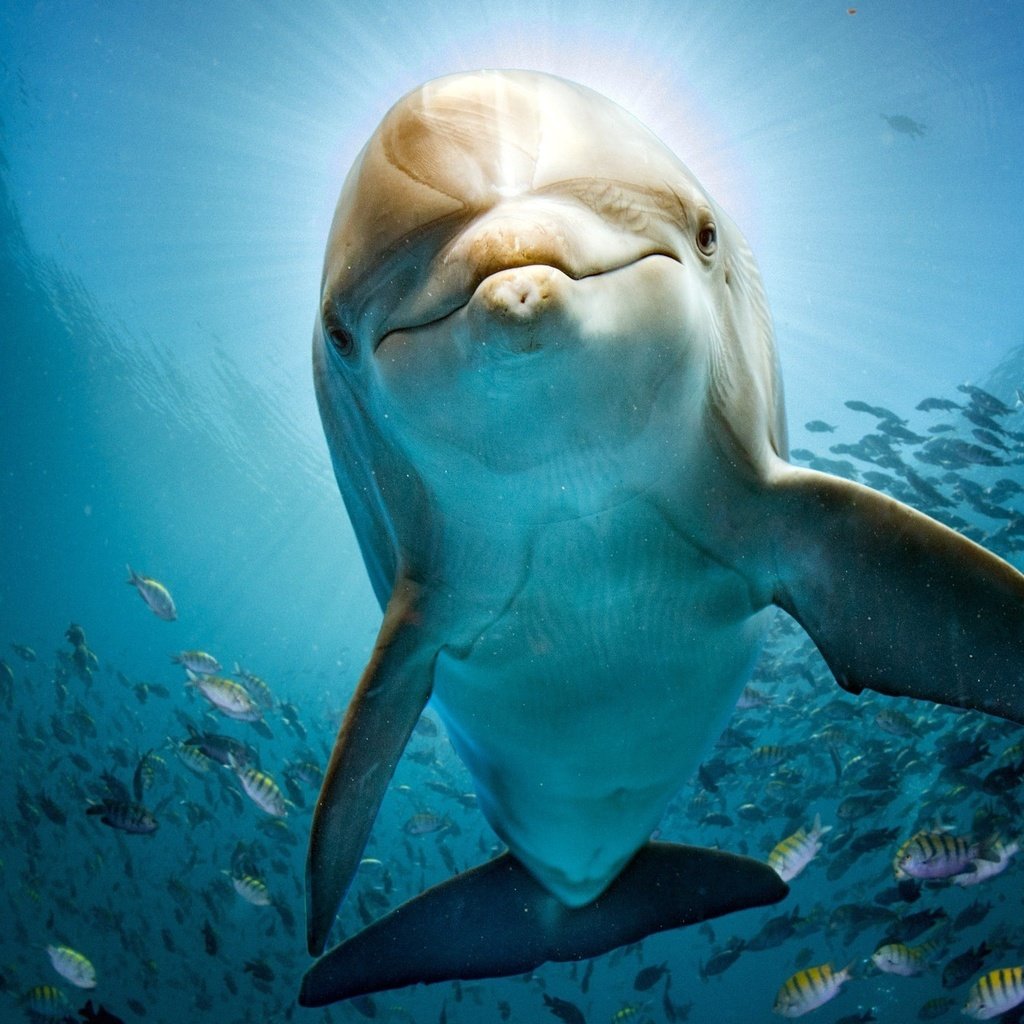 Обои море, рыбы, дельфин, подводный мир, sea, fish, dolphin, underwater world разрешение 2048x1365 Загрузить