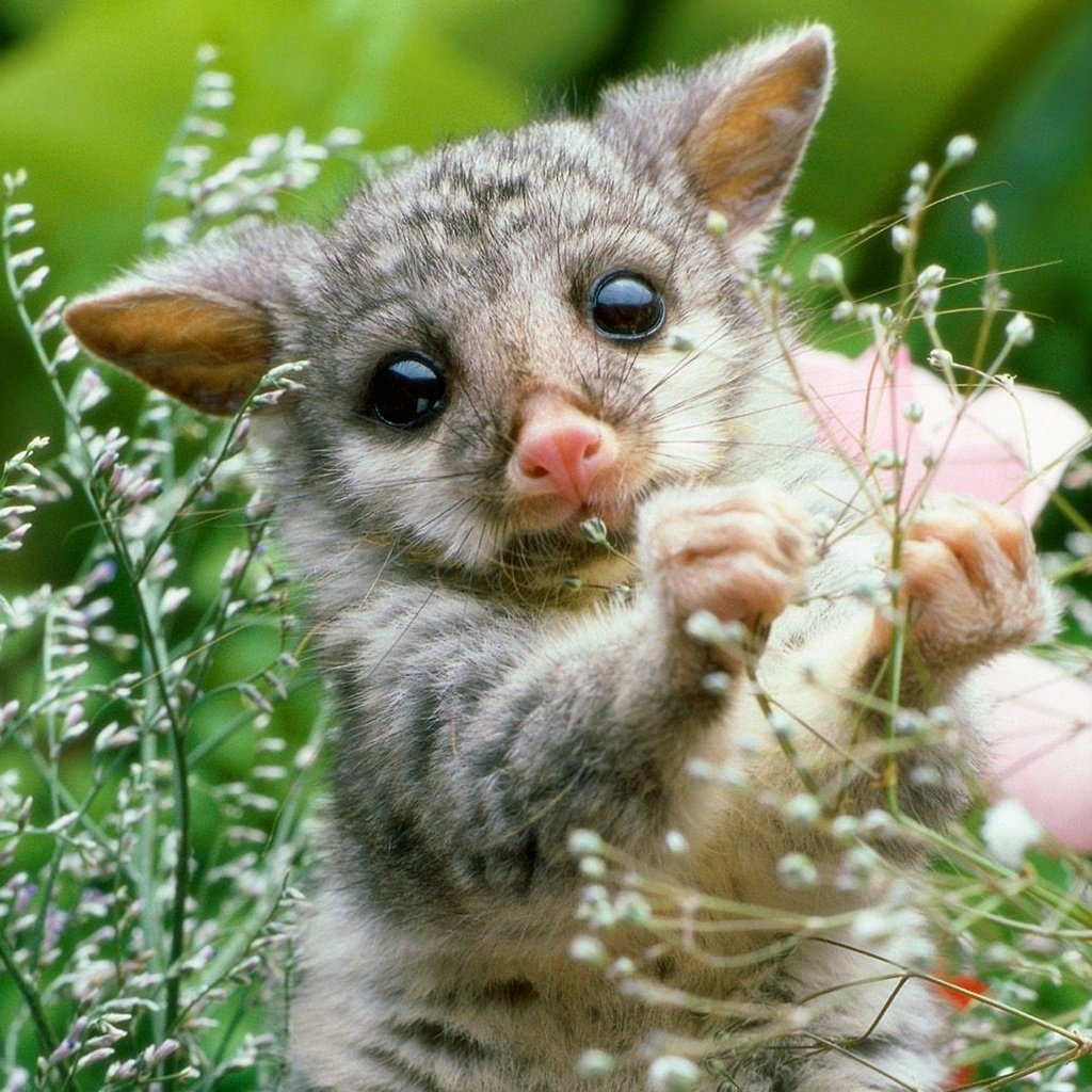 Обои природа, растение, опоссум, детеныш, грызун, nature, plant, possum, cub, rodent разрешение 1920x1200 Загрузить