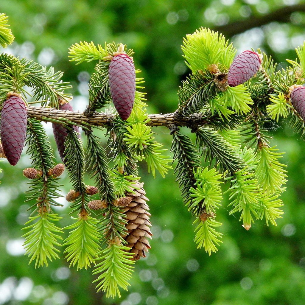 Обои ветка, природа, хвоя, макро, ель, шишки, боке, еловая ветка, branch, nature, needles, macro, spruce, bumps, bokeh, spruce branch разрешение 1920x1200 Загрузить