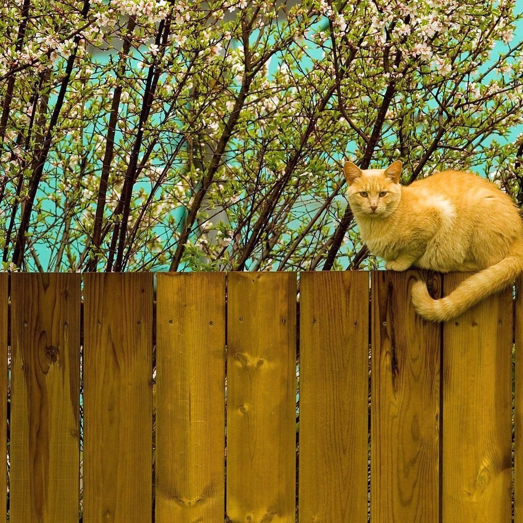 Обои цветение, кот, кошка, забор, весна, рыжий, flowering, cat, the fence, spring, red разрешение 2560x1600 Загрузить