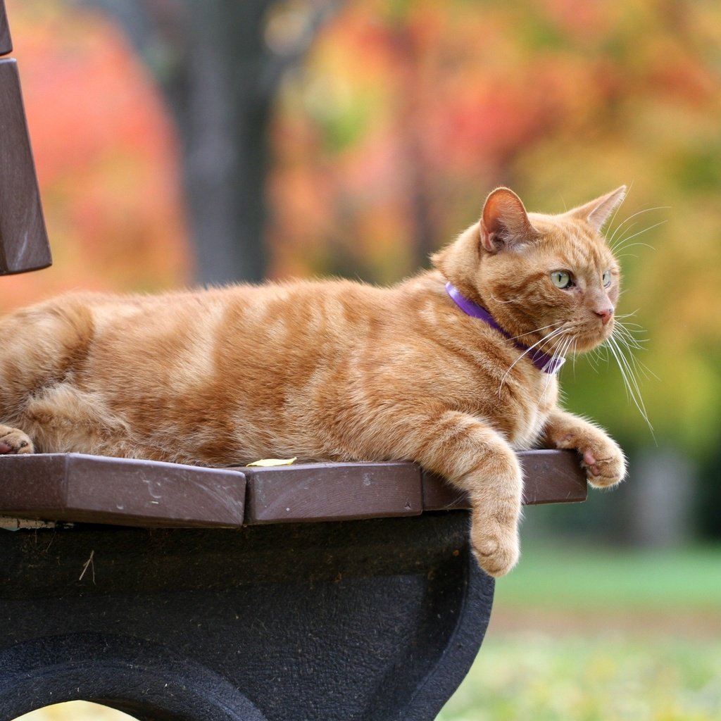 Обои кот, кошка, осень, скамейка, рыжий, боке, рыжий кот, cat, autumn, bench, red, bokeh, red cat разрешение 2560x1706 Загрузить