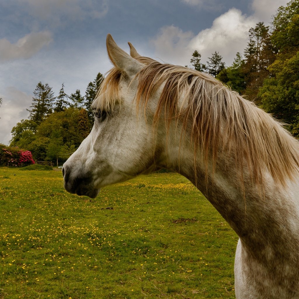 Обои лошадь, трава, природа, поле, конь, грива, horse, grass, nature, field, mane разрешение 2048x1365 Загрузить