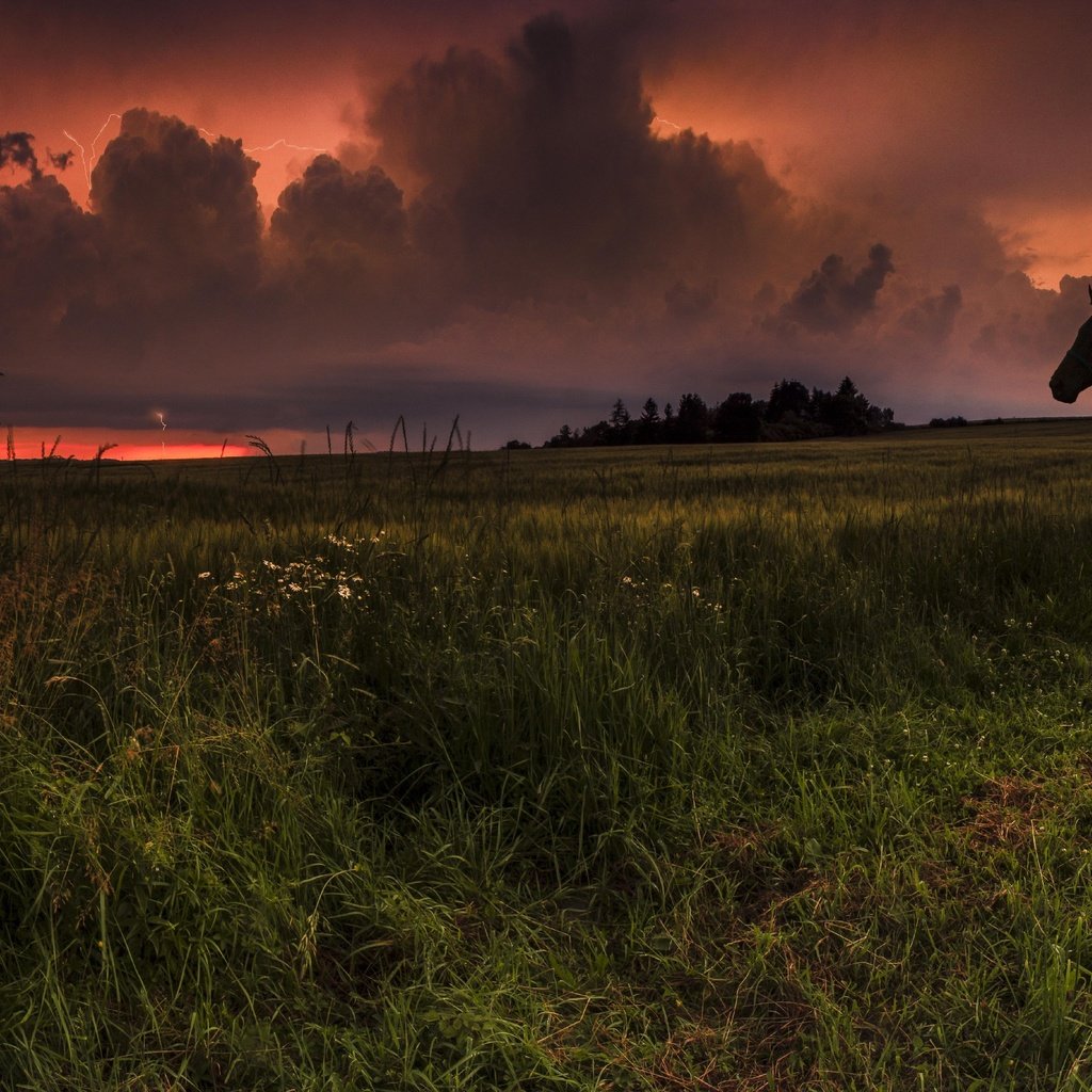 Обои небо, лошадь, трава, облака, закат, конь, the sky, horse, grass, clouds, sunset разрешение 3513x1920 Загрузить