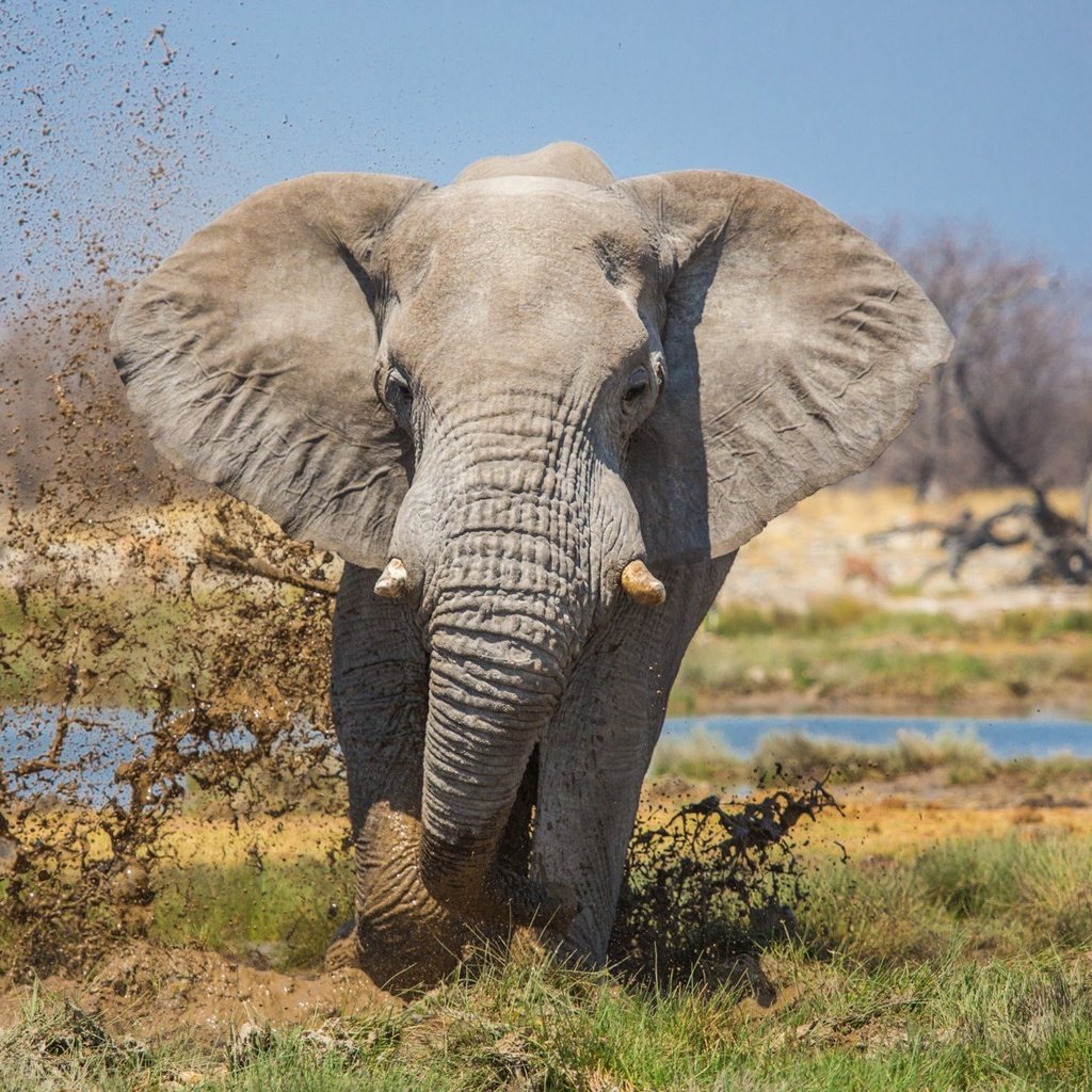 Обои природа, слон, уши, хобот, бивни, nature, elephant, ears, trunk, tusks разрешение 1997x1293 Загрузить