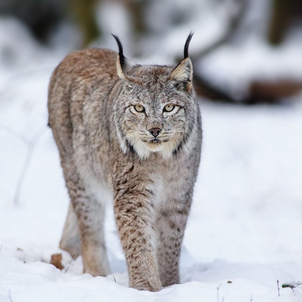 Обои снег, лес, зима, рысь, хищники, snow, forest, winter, lynx, predators разрешение 2560x1600 Загрузить