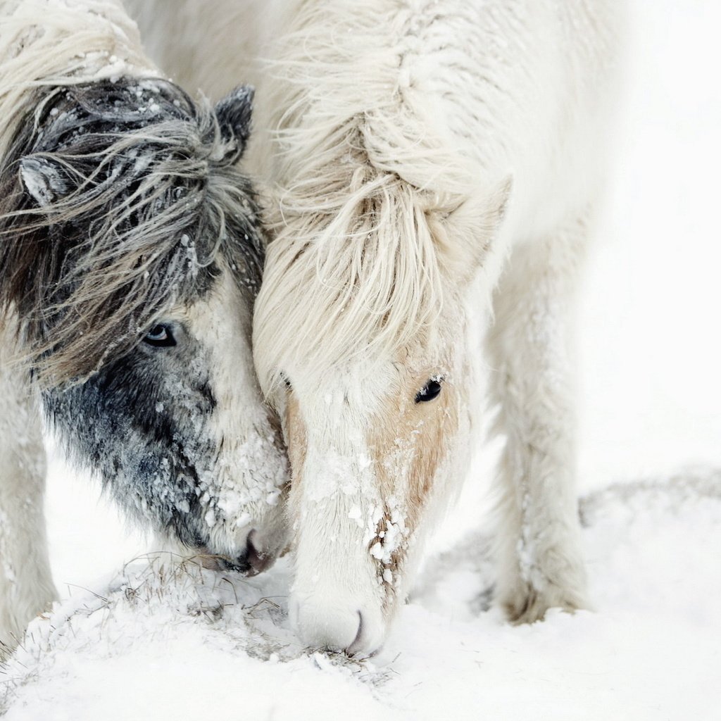 Обои лошадь, снег, природа, зима, пони, грива, horse, snow, nature, winter, pony, mane разрешение 1920x1200 Загрузить