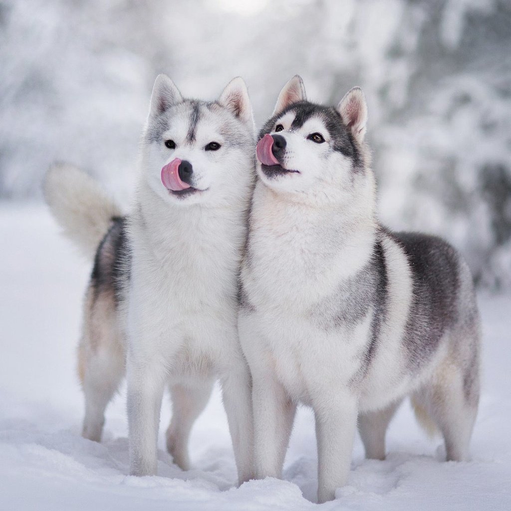 Обои снег, зима, хаски, щенки, язык, собаки, мордочки, snow, winter, husky, puppies, language, dogs, faces разрешение 1920x1200 Загрузить