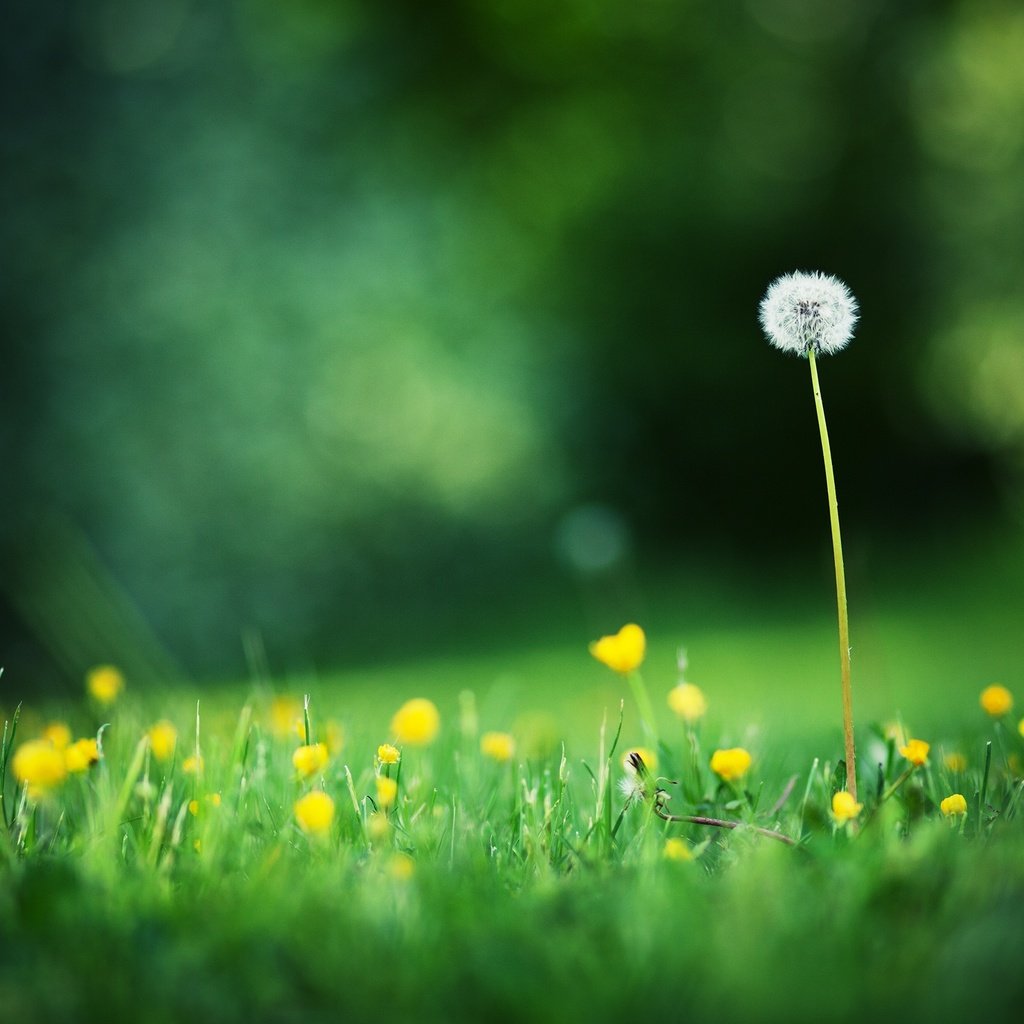 Обои свет, цветы, трава, поля, одуванчик, блик, полевые цветы, light, flowers, grass, field, dandelion, blik, wildflowers разрешение 2560x1600 Загрузить