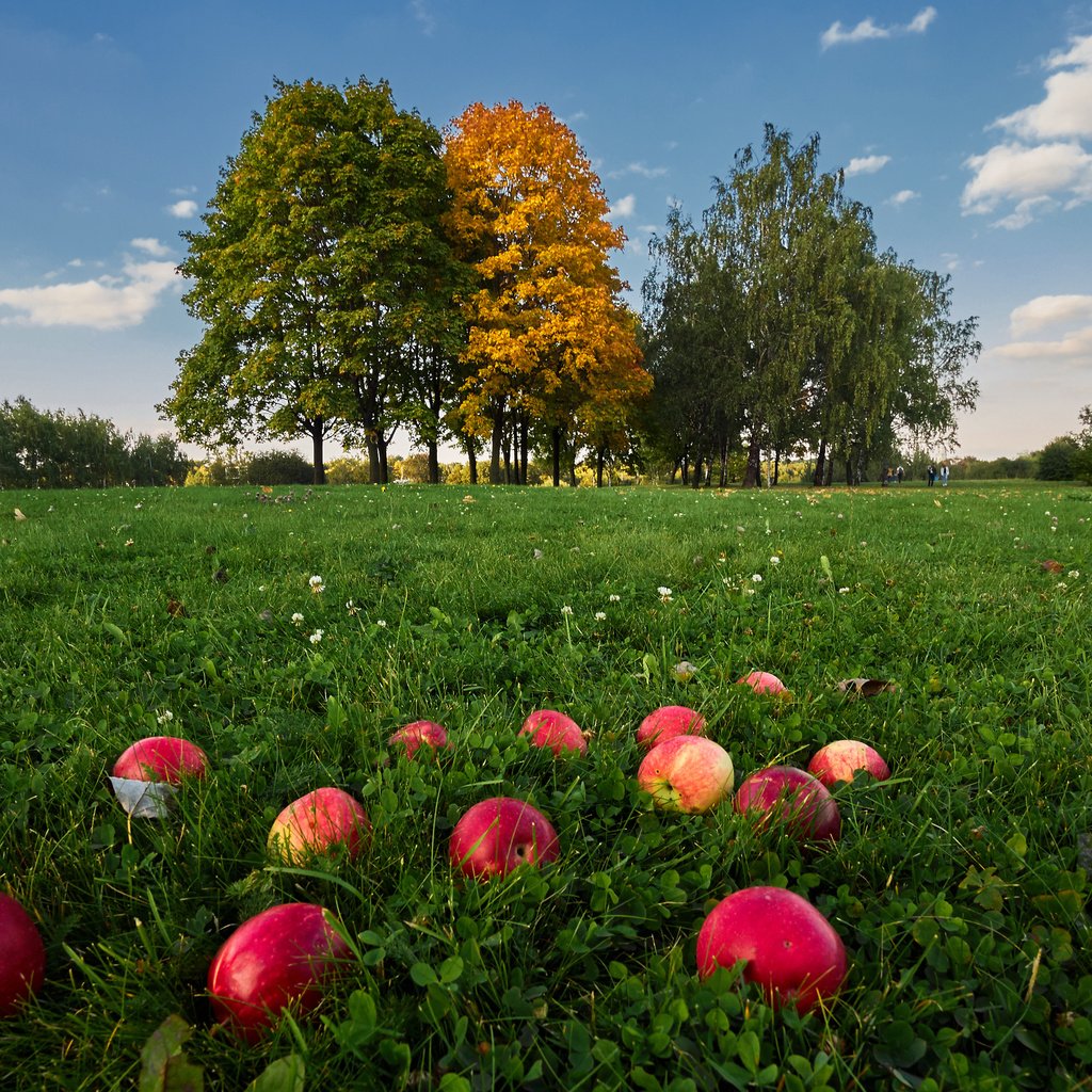 Обои небо, трава, облака, деревья, природа, фрукты, яблоки, the sky, grass, clouds, trees, nature, fruit, apples разрешение 4163x2775 Загрузить