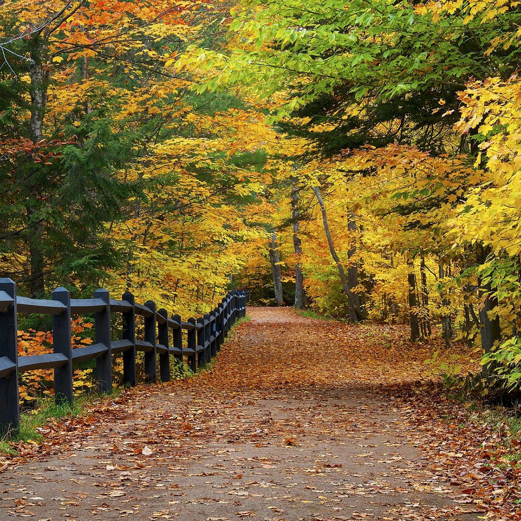 Обои дорога, деревья, природа, парк, осень, забор, листопад, аллея, road, trees, nature, park, autumn, the fence, falling leaves, alley разрешение 1920x1200 Загрузить