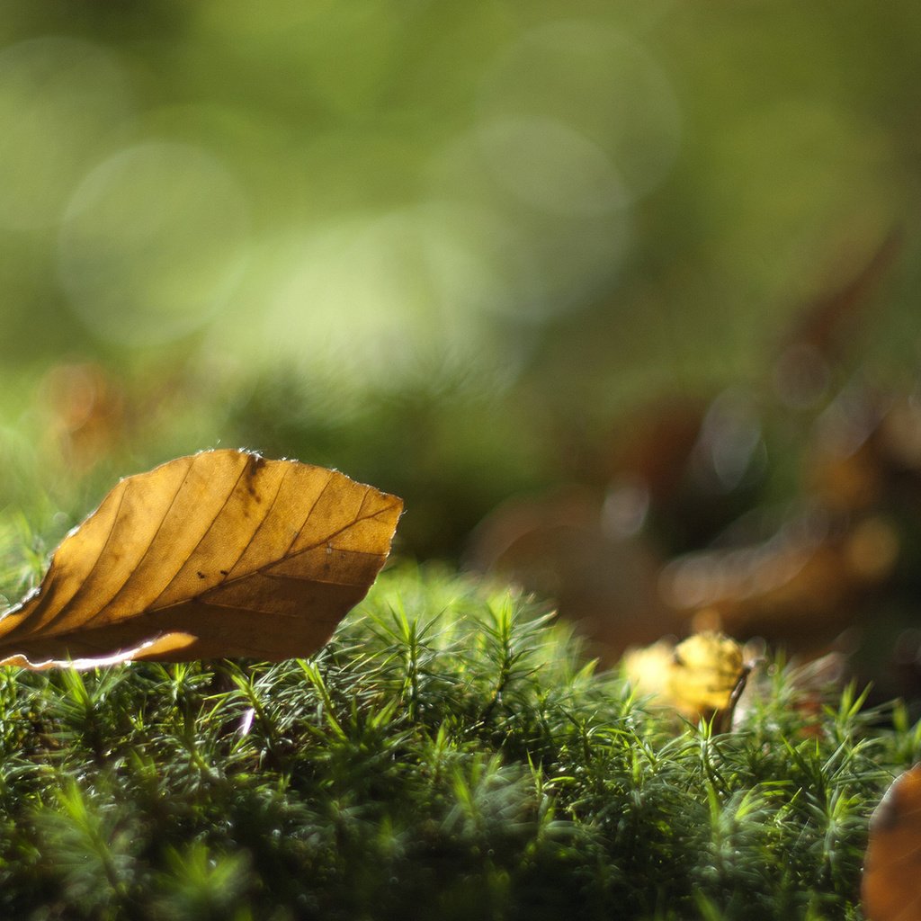 Обои листья, макро, осень, лист, мох, leaves, macro, autumn, sheet, moss разрешение 1920x1200 Загрузить