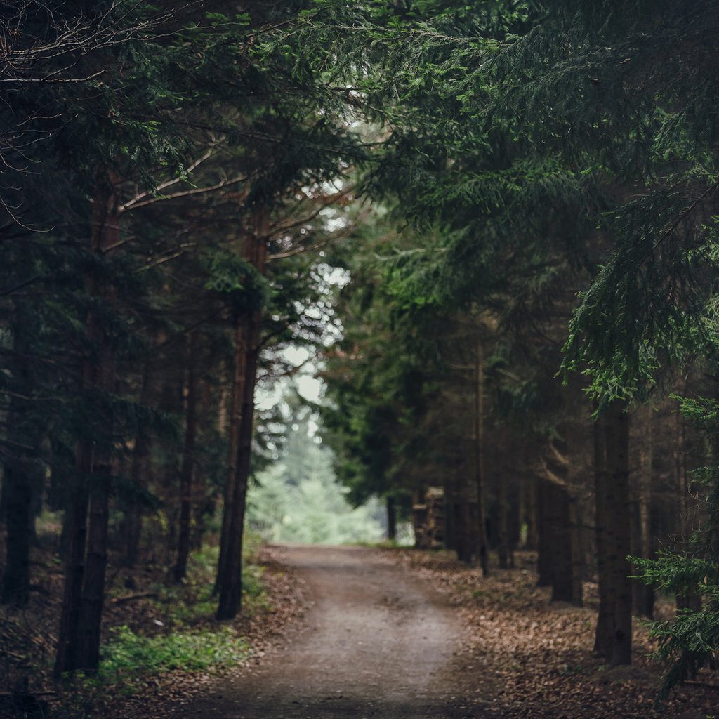 Обои дорога, природа, лес, road, nature, forest разрешение 1920x1200 Загрузить