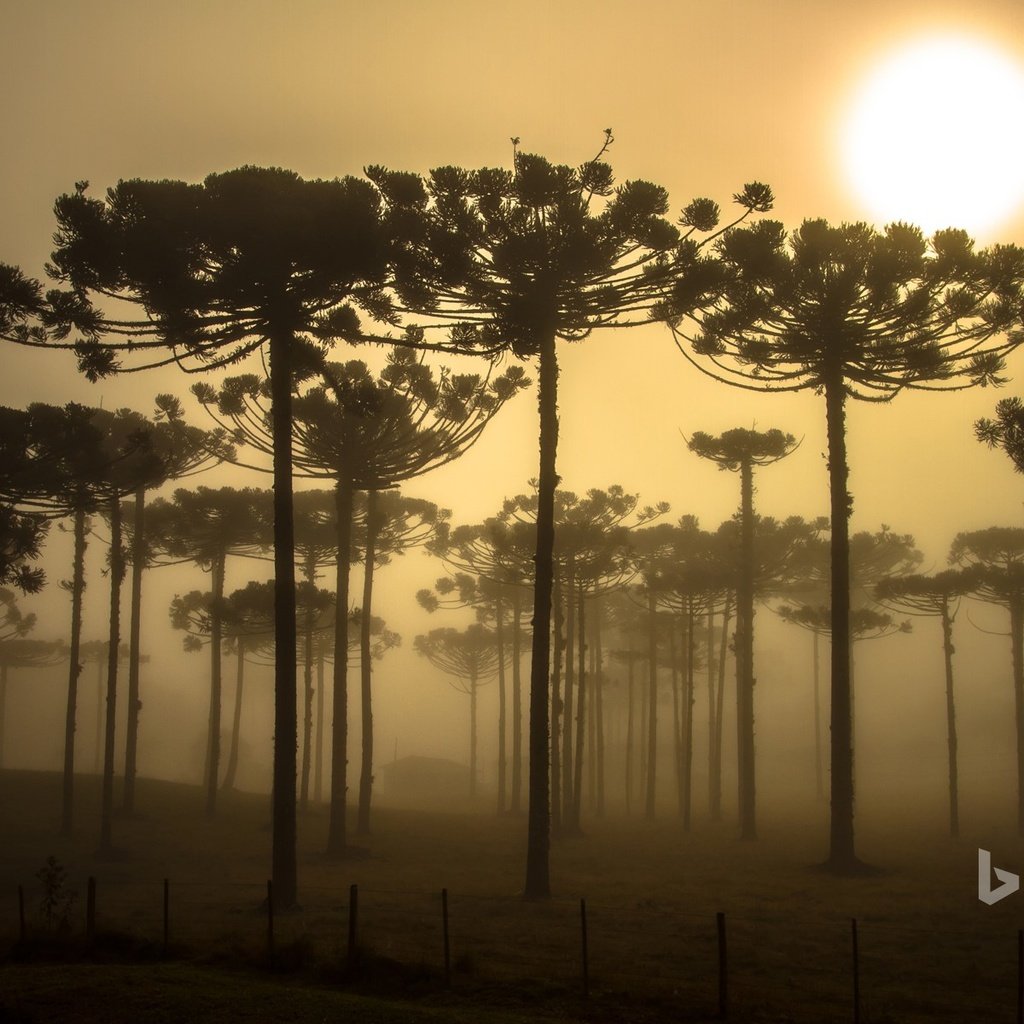 Обои деревья, природа, бразилия, bing, trees, nature, brazil разрешение 1920x1200 Загрузить