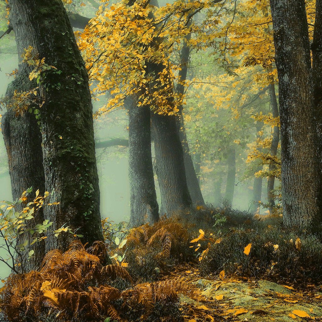 Обои деревья, природа, лес, листья, туман, осень, trees, nature, forest, leaves, fog, autumn разрешение 1920x1200 Загрузить