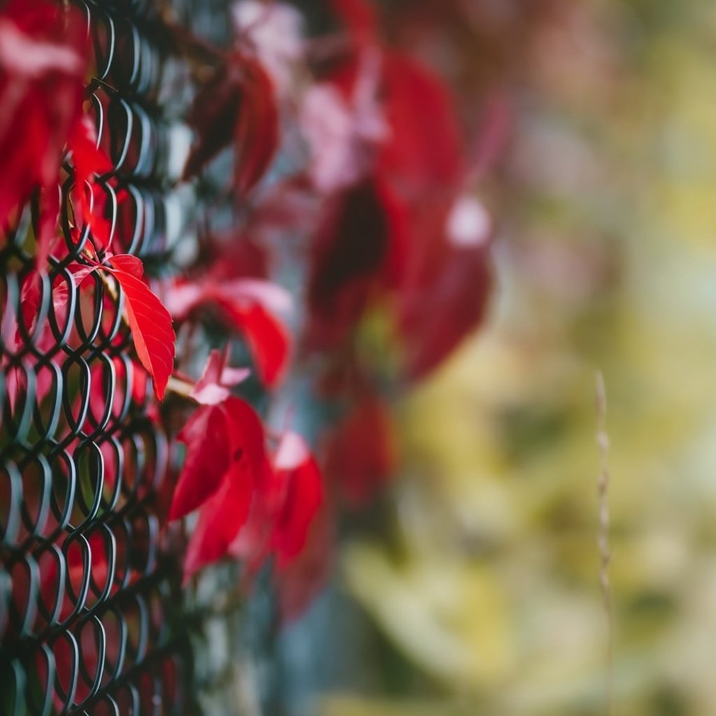 Обои листья, макро, осень, забор, сетка, leaves, macro, autumn, the fence, mesh разрешение 1920x1080 Загрузить