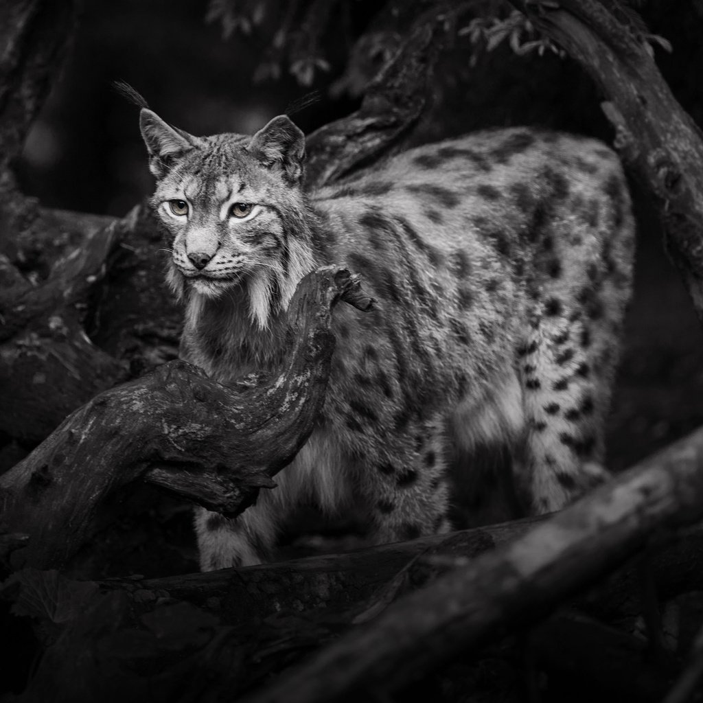 Обои рысь, чёрно-белое, дикая кошка, lena held, lynx, black and white, wild cat разрешение 3612x2502 Загрузить