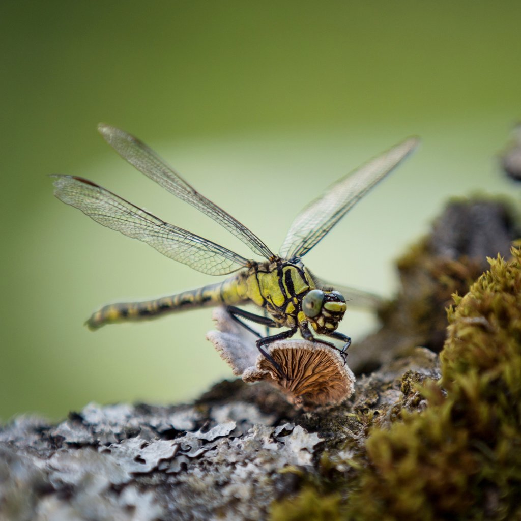 Обои макро, насекомое, крылья, стрекоза, lena held, macro, insect, wings, dragonfly разрешение 3416x2220 Загрузить