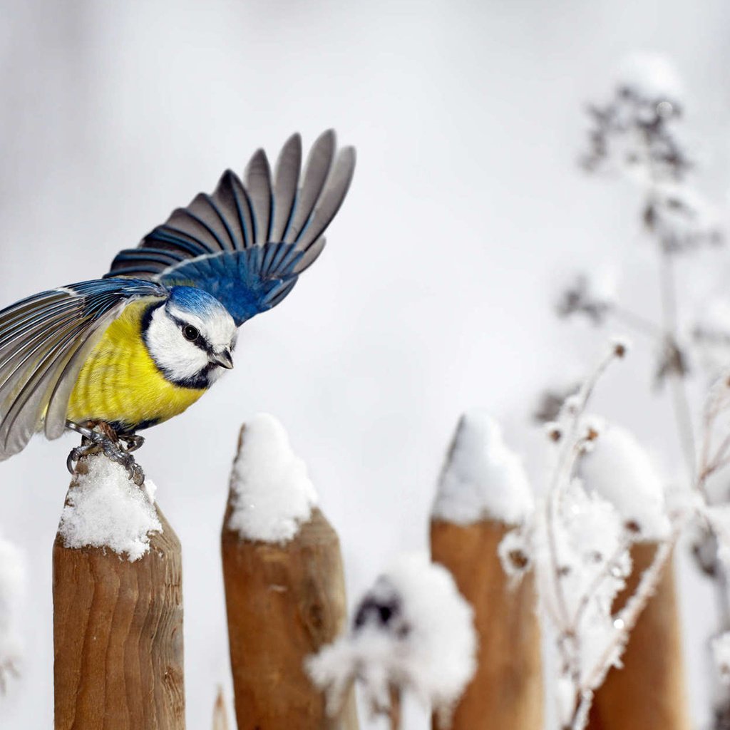 Обои снег, зима, забор, крылья, птица, синица, snow, winter, the fence, wings, bird, tit разрешение 1920x1200 Загрузить