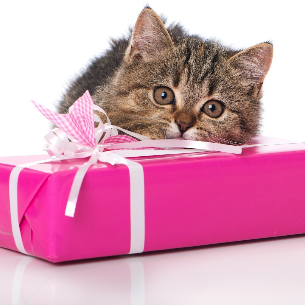 Обои глаза, кот, кошка, взгляд, котенок, подарок, eyes, cat, look, kitty, gift разрешение 2880x1800 Загрузить