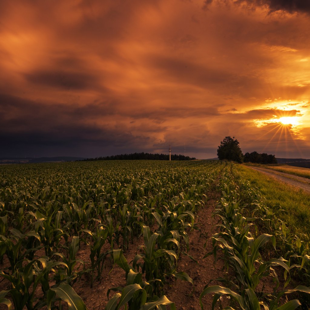 Обои небо, дорога, закат, поле, горизонт, lena held, the sky, road, sunset, field, horizon разрешение 5472x3648 Загрузить