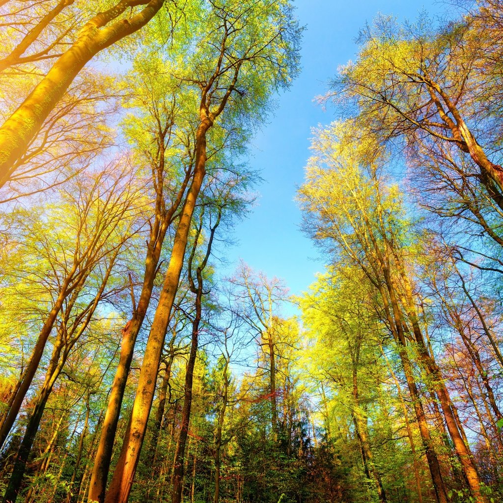 Обои деревья, природа, лес, стволы, солнечный свет, trees, nature, forest, trunks, sunlight разрешение 2880x1800 Загрузить