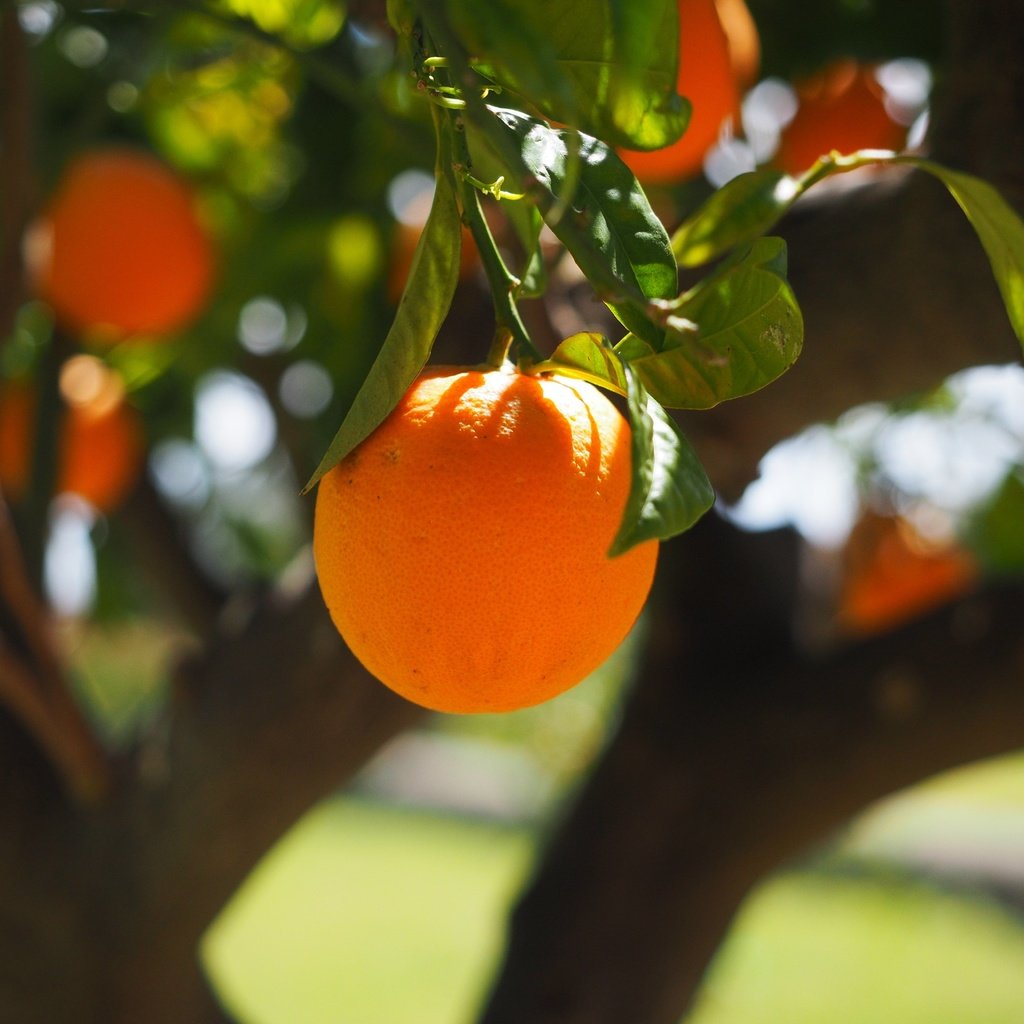 Обои природа, дерево, фрукты, апельсины, nature, tree, fruit, oranges разрешение 4608x3456 Загрузить