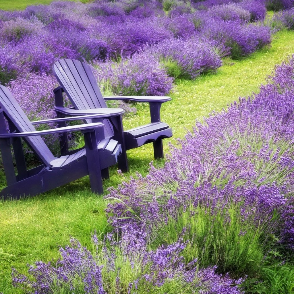 Обои цветы, трава, природа, пейзаж, поле, лаванда, стулья, flowers, grass, nature, landscape, field, lavender, chairs разрешение 1920x1080 Загрузить