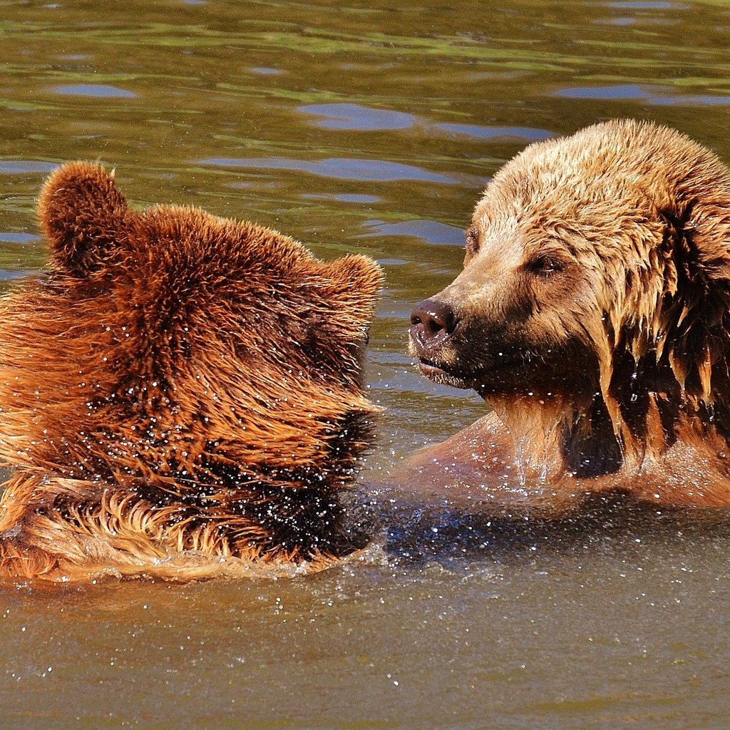 Обои игра, медведи, бурый медведь, в воде, the game, bears, brown bear, in the water разрешение 1920x1218 Загрузить